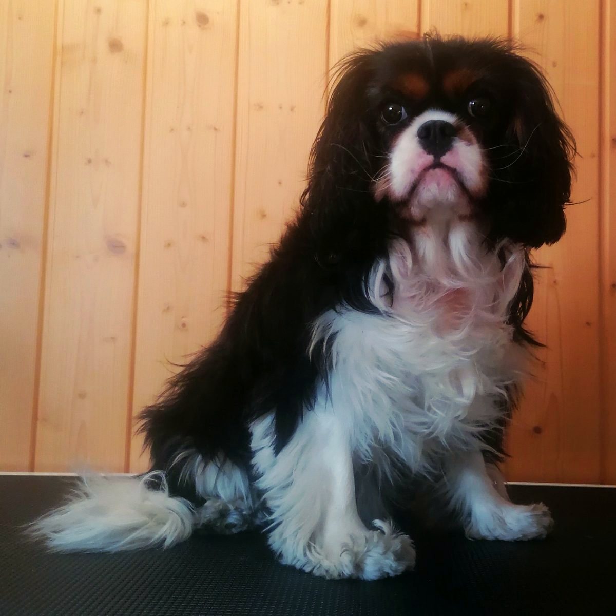 Hund im Salon Pfotentreff