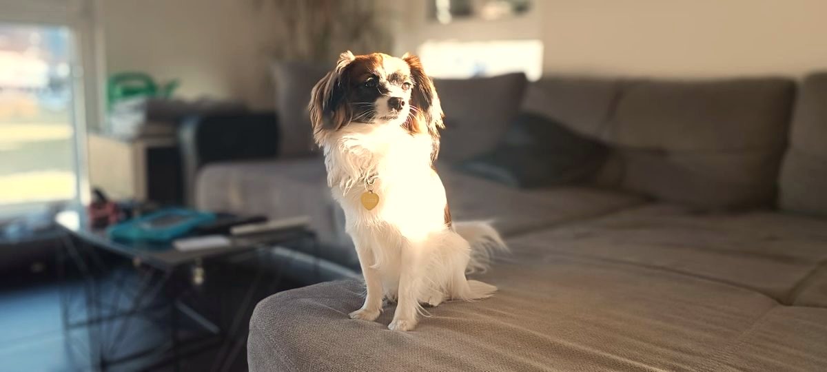 Fellpflege beim Hund
