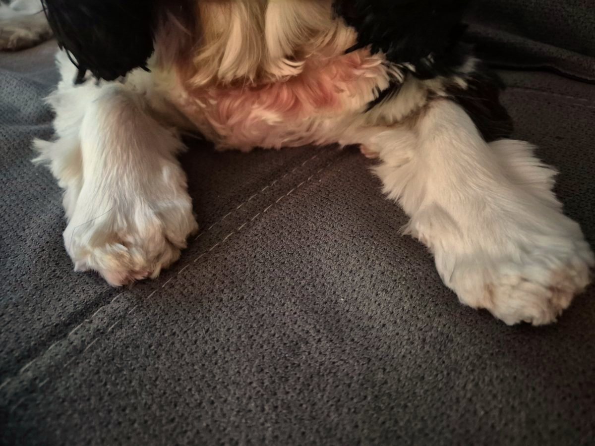Pfotenpflege beim Hund