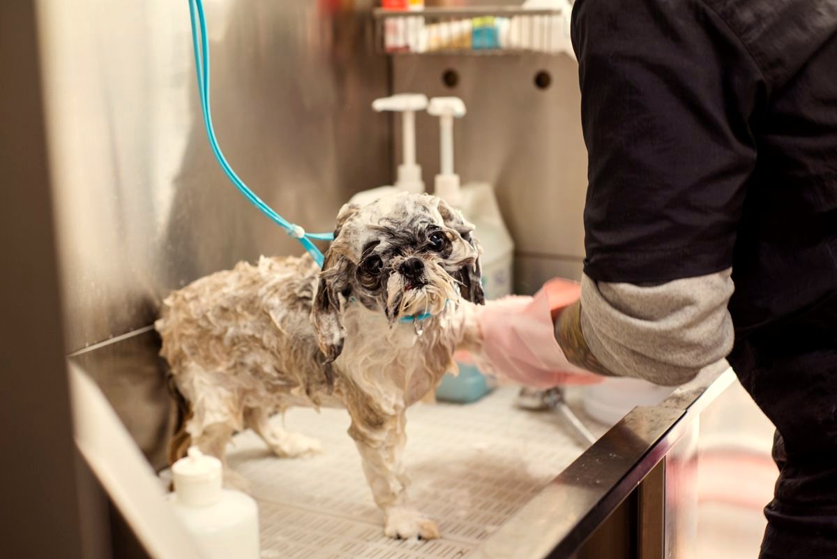 Hund beim Baden im Pflegesalon